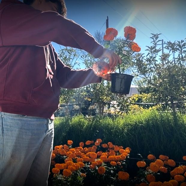 Estudiantes Siembran Más de 15 Mil Flores de Cempasúchil en Saltillo, Coahuila